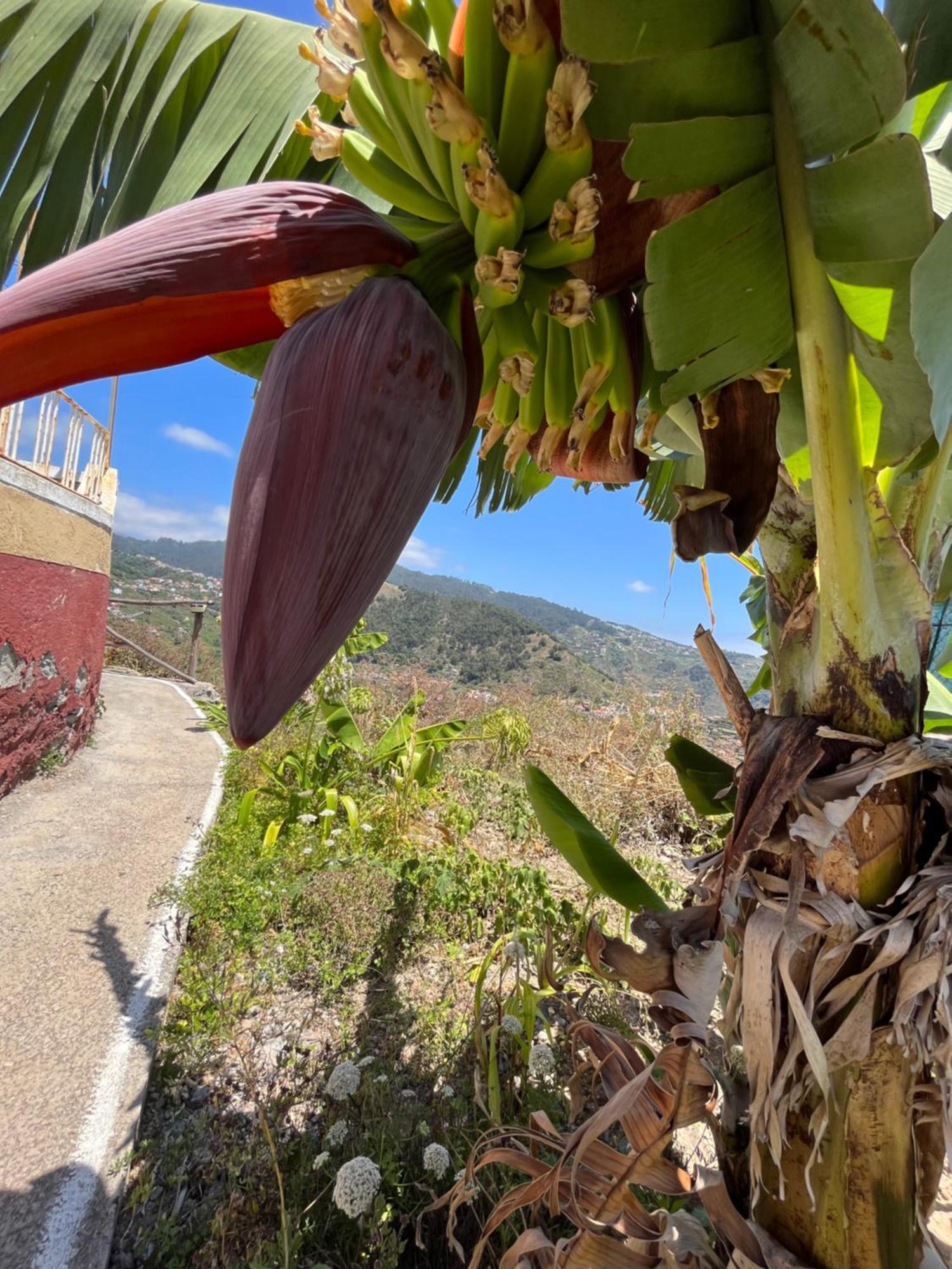 Vila Tropical House Ribeira Brava Exteriér fotografie